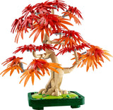 JAPANESE RED MAPLE BONSAI TREE - 10348