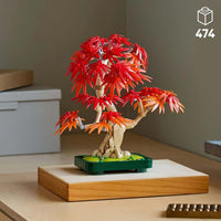JAPANESE RED MAPLE BONSAI TREE - 10348
