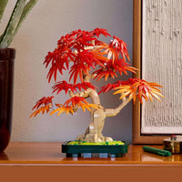 JAPANESE RED MAPLE BONSAI TREE - 10348