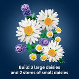 DAISES - 11508