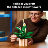 PEACE LILY - 11504