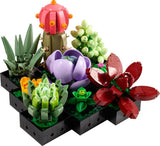 SUCCULENTS - 10309